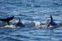 NY Whale and Dolphin Watching Adventure Cruise