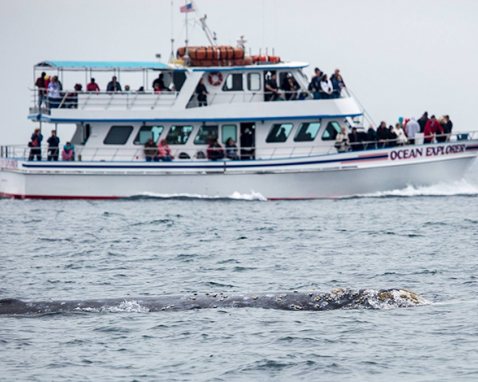 LA Whale Watching Cruise