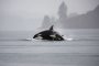 Seattle Wildlife and Gray Whale Watching Tour