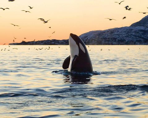 Seattle to Victoria Trip and Whale Watching