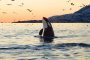 Seattle Wildlife and Gray Whale Watching Tour
