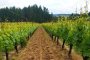 Willamette Valley Wine Tour