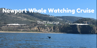 Thar She Blows! Staff Review: Newport Whale Watching Cruise