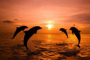 246868__dolphin-s-sunset_p