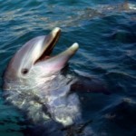 Dolphin-Watch_300x240