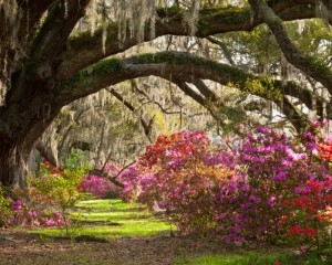 Charleston-Tours_300x240