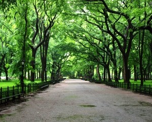 Central-Park-Bike-Tour_300x240