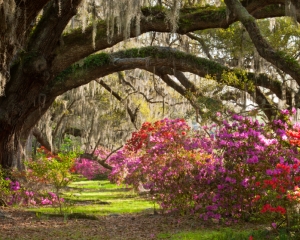 Charleston-Tours