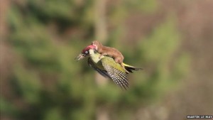 _81366899_woodpeckerweasel