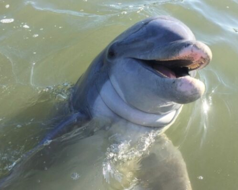 Hilton Head Island Dolphin Spotting Tour