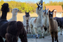 Learn About Llamas Experience Dallas